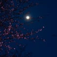 April's Pink Moon Is Encouraging You to Explore Your Sensuality